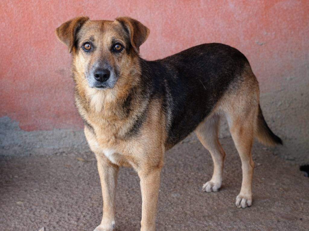 Adotta un cane, femmina, 12 anni e 1 mese, Avellino