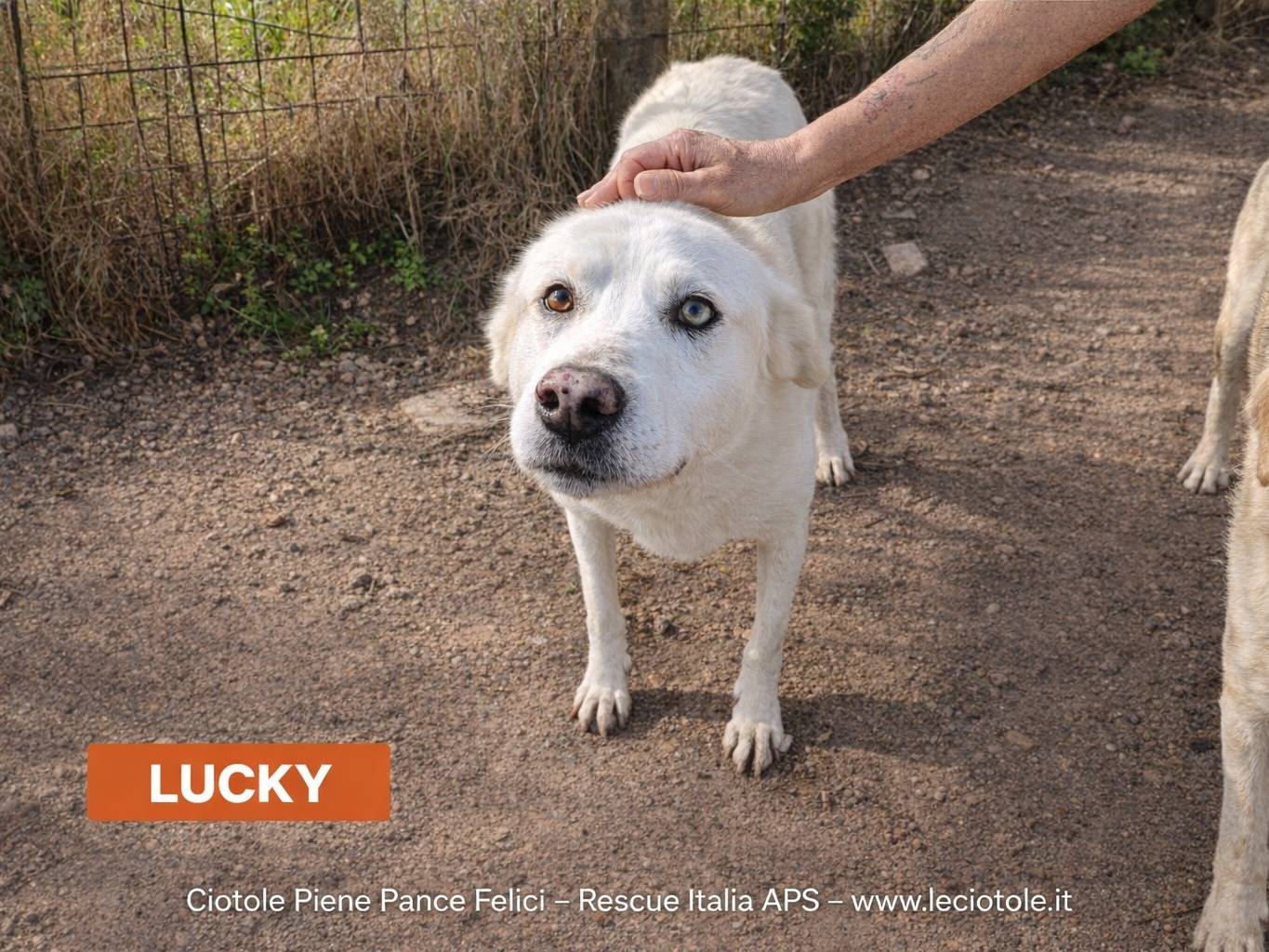 Adozione cane, maschio, Razza sconosciuta Razza sconosciuta, 9 anni e 10 mesi, taglia media, Avellino