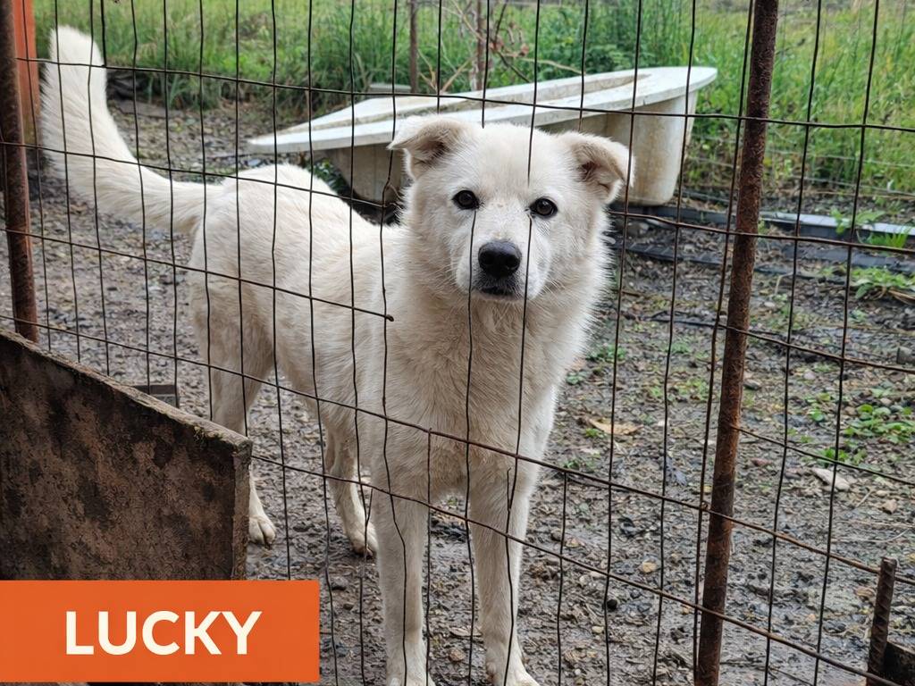 Adotta un cane, taglia media, maschio, Avellino