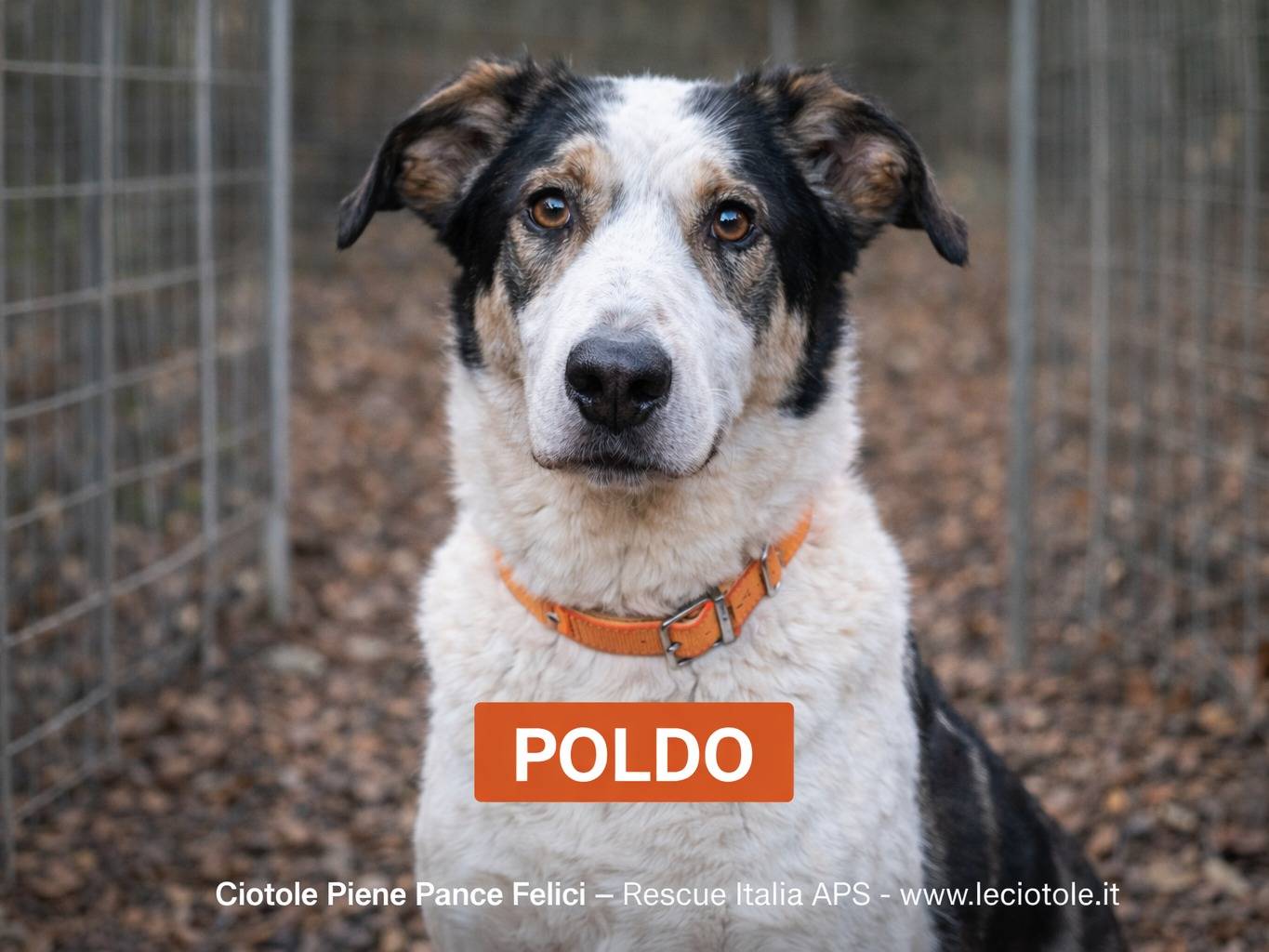 Adozione cane, maschio, Razza sconosciuta Razza sconosciuta, 7 anni e 5 mesi, taglia media, Savona