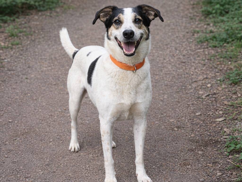 Adotta un cane, maschio, 7 anni e 5 mesi, Savona