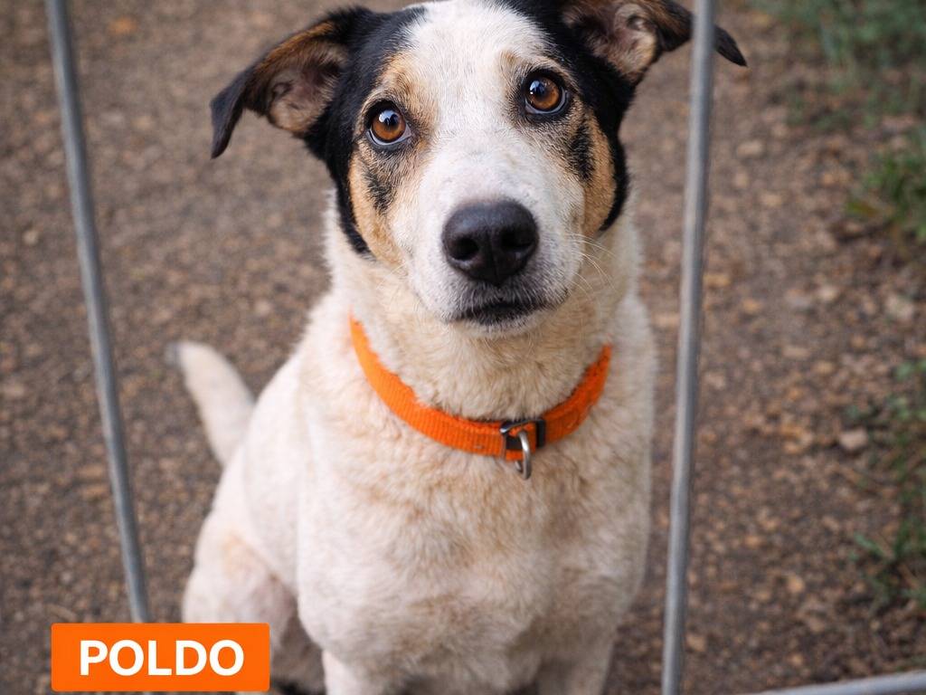 Adotta un cane, taglia media, maschio, Savona