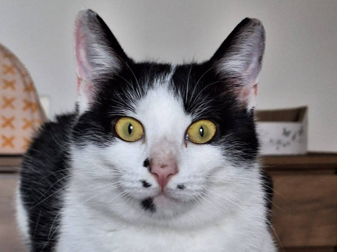 Adozione gatto, femmina, Razza sconosciuta Razza sconosciuta, 1 anno e 1 mese, taglia non valida, Bologna