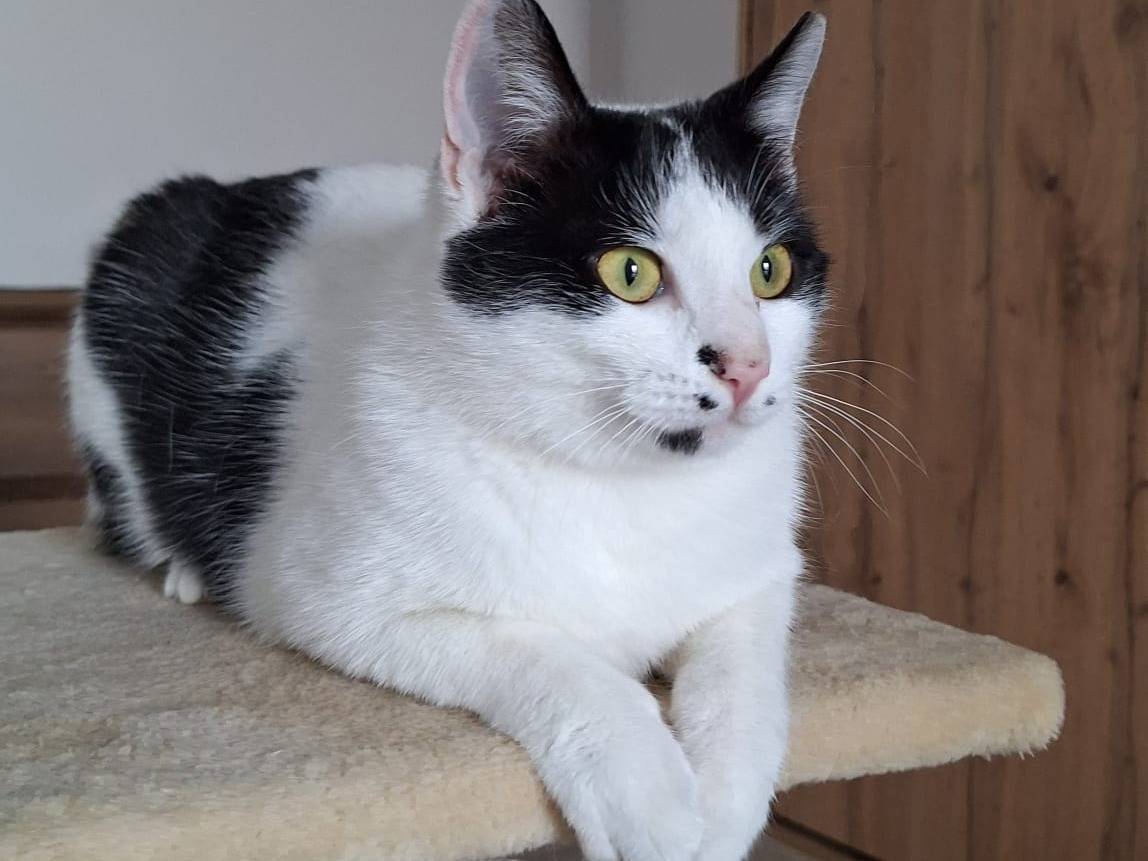 Adotta un gatto, femmina, 1 anno e 1 mese, Bologna