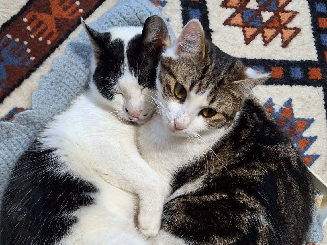 Adotta un gatto, taglia non valida, femmina, Bologna