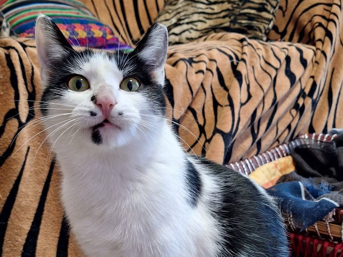 Vuoi adottare un gatto a Bologna?