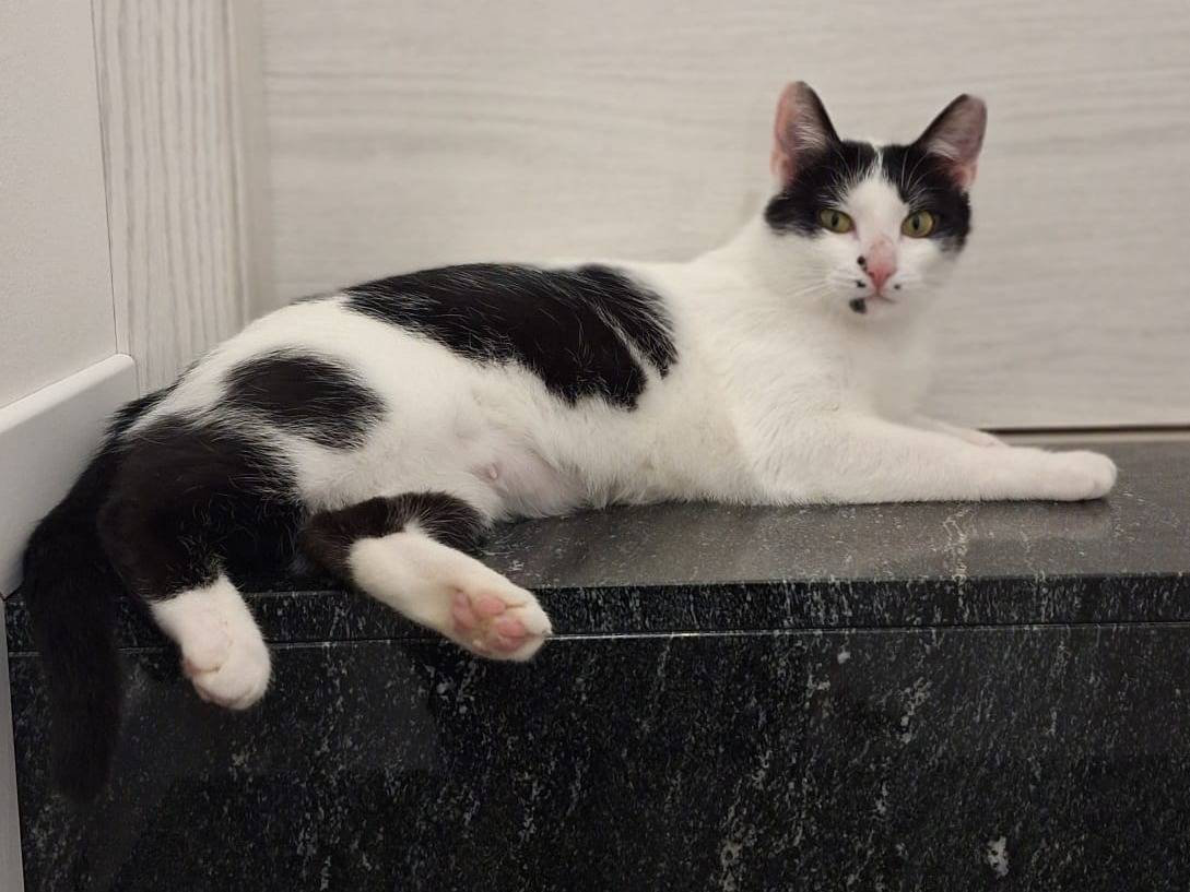 Adotta il gatto Milka a Bologna