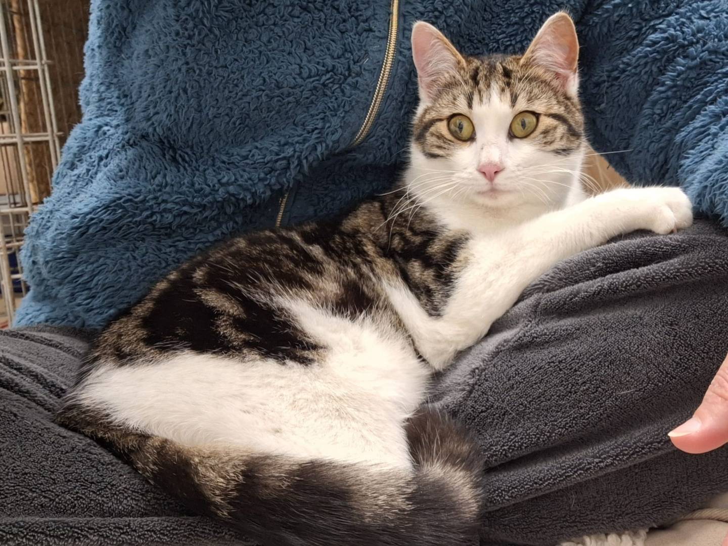 Adozione gatto, maschio, Razza sconosciuta Razza sconosciuta, 6 mesi, taglia non valida, Bologna