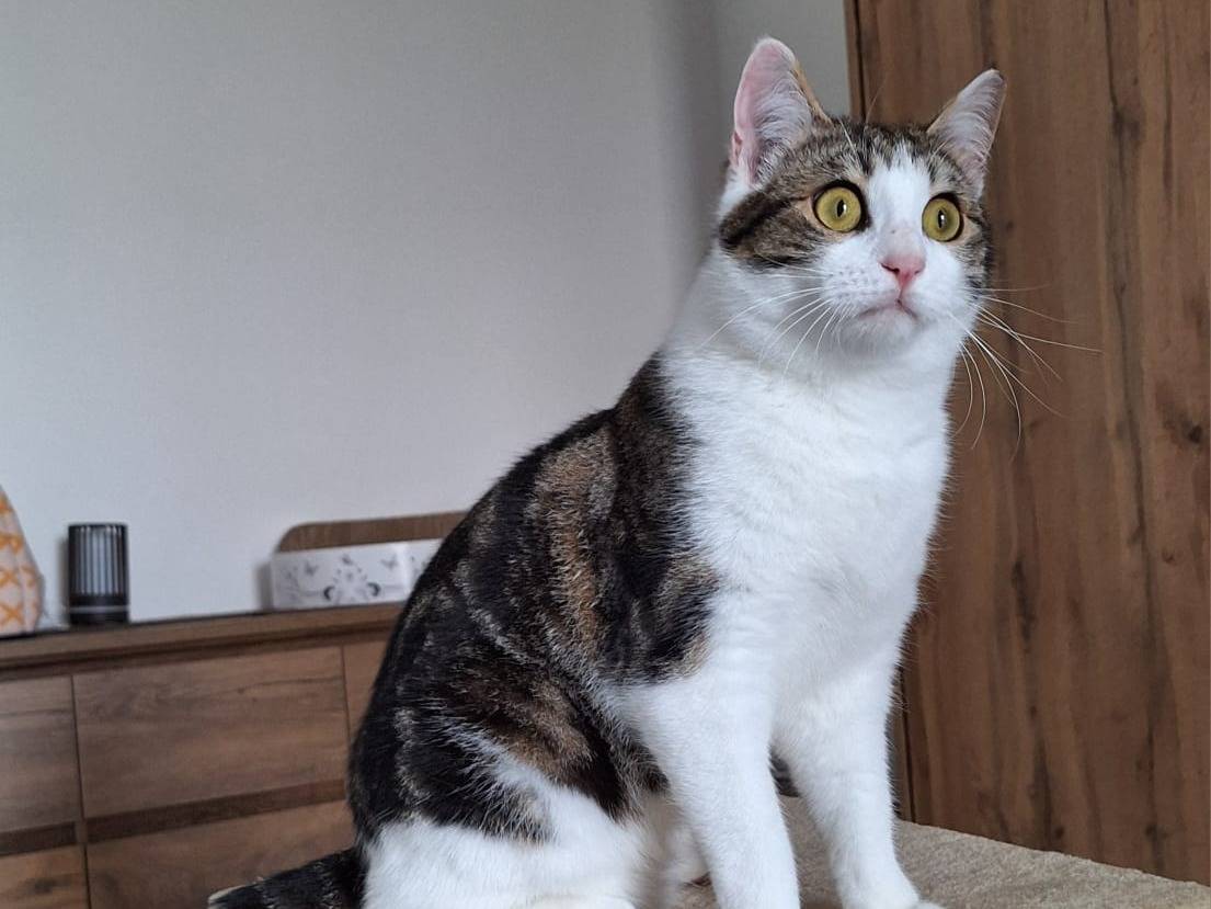 Adotta un gatto, maschio, 6 mesi, Bologna