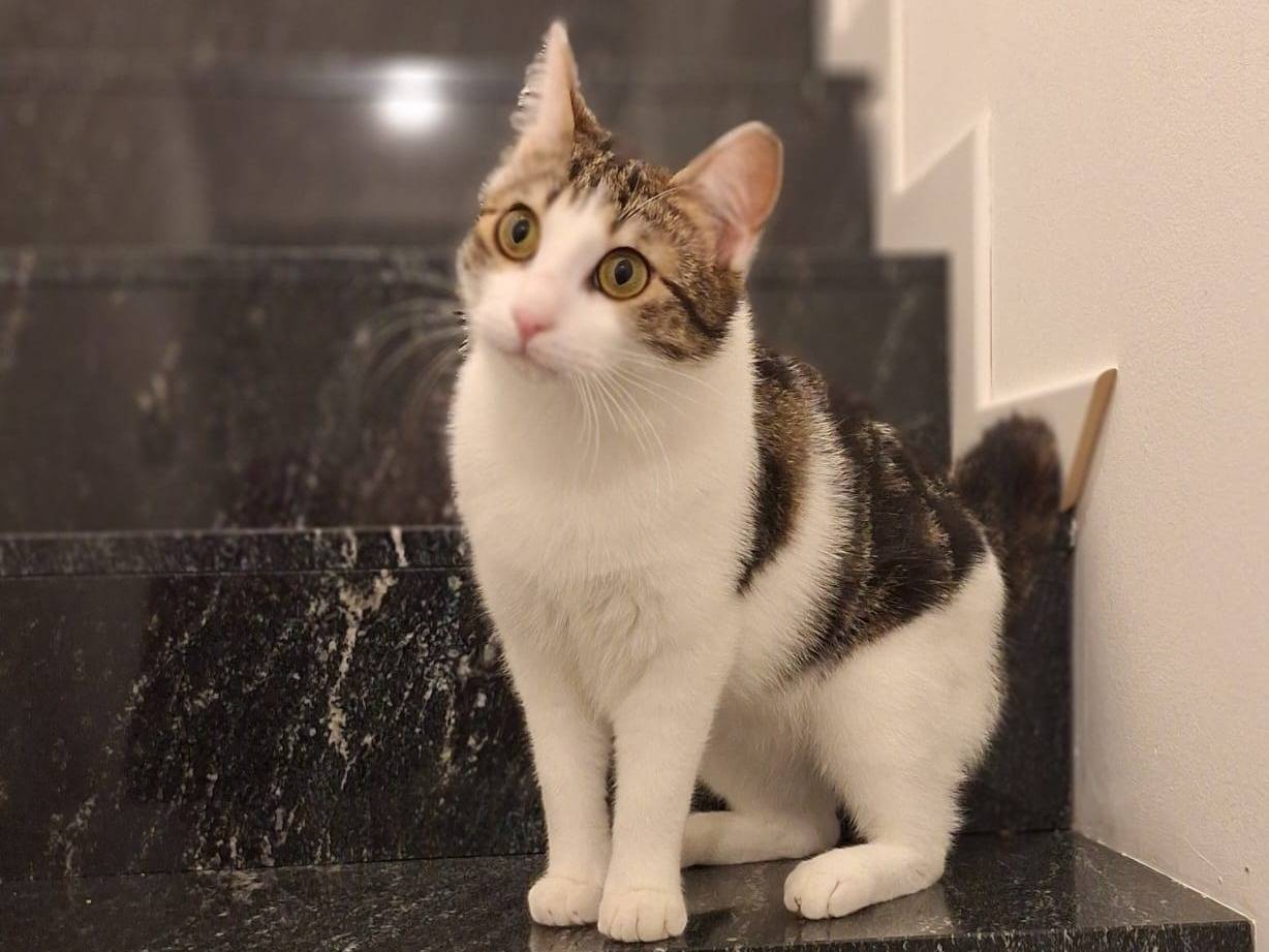 Adotta un gatto, taglia non valida, maschio, Bologna