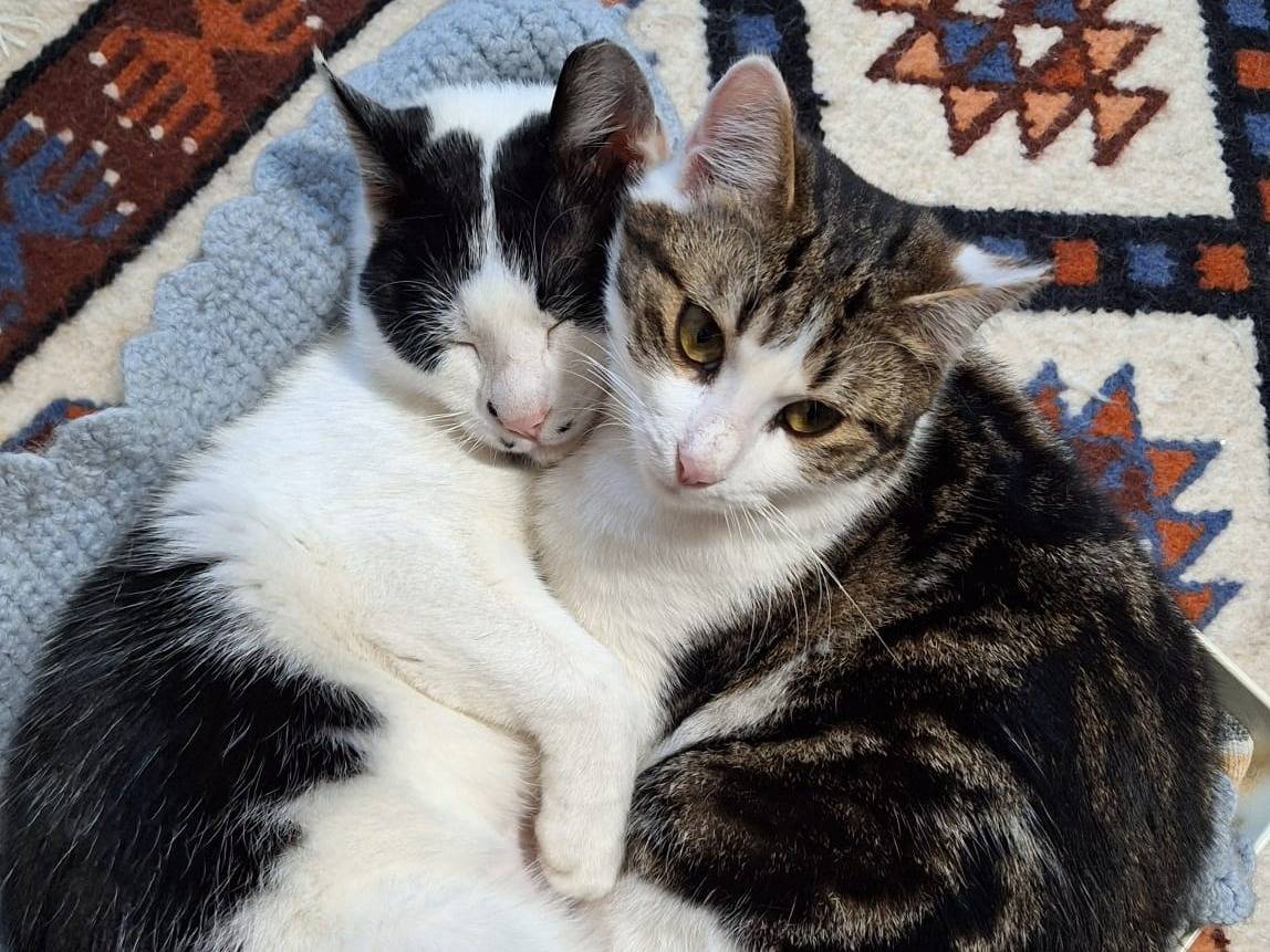 Vuoi adottare un gatto a Bologna?