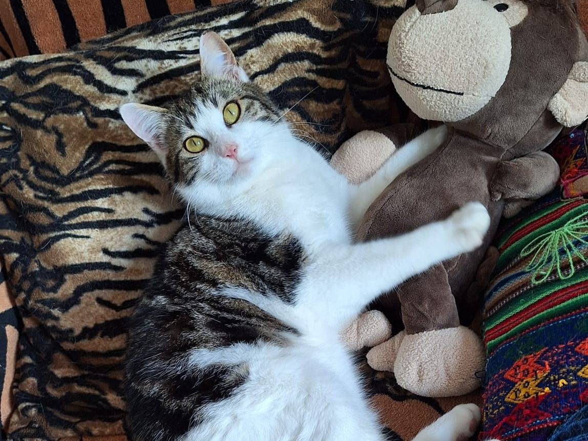 Adotta il gatto Rum a Bologna