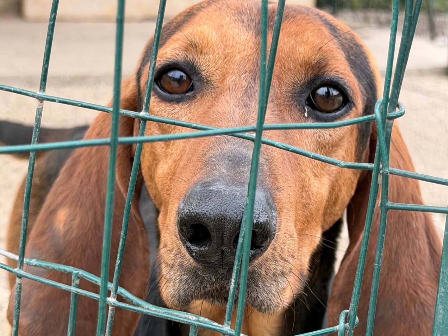 Adozione cane, maschio, Segugio Segugio, 2 anni e 3 mesi, taglia media, Lecco