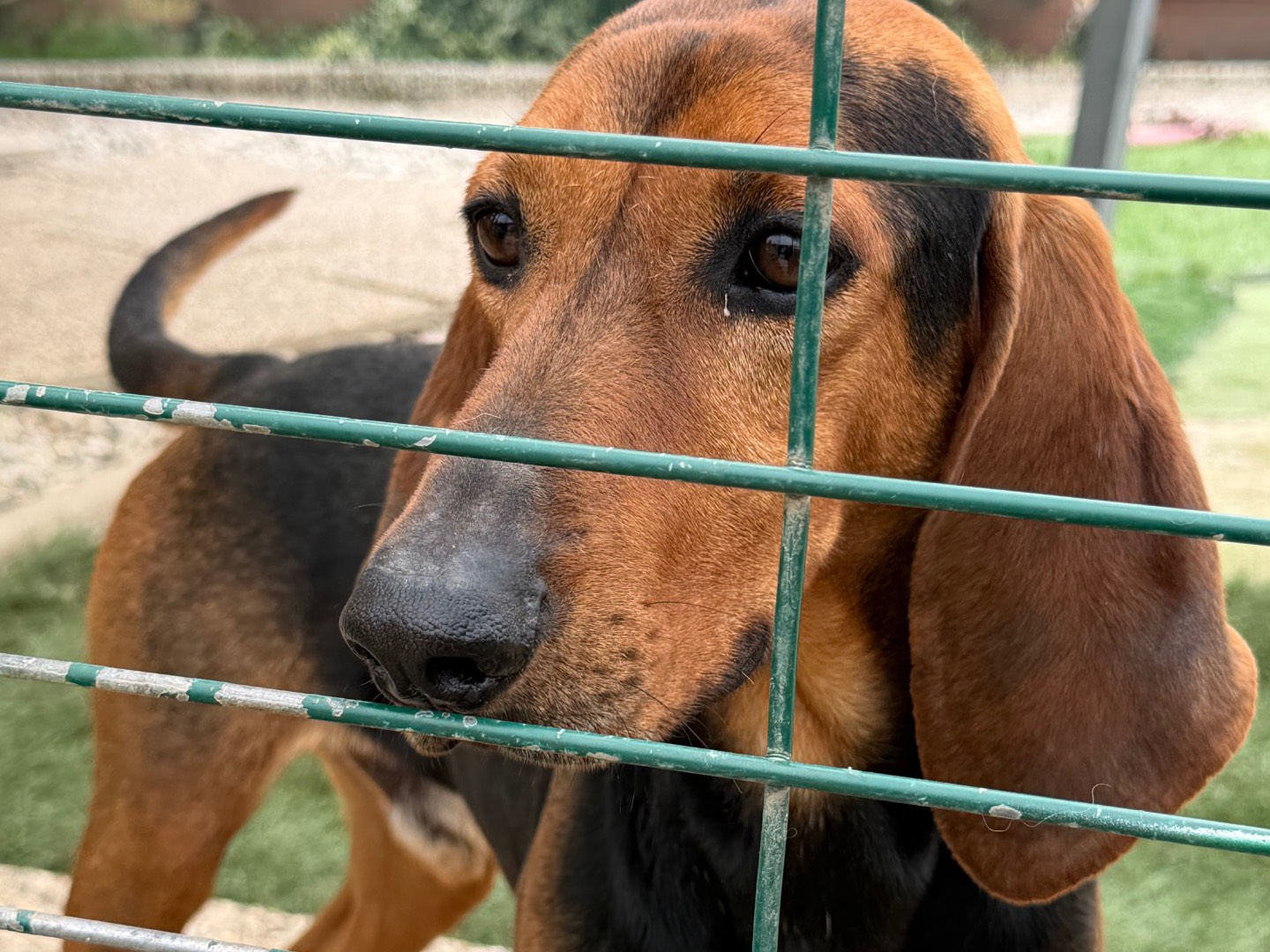 Adotta un cane, maschio, 2 anni e 3 mesi, Lecco