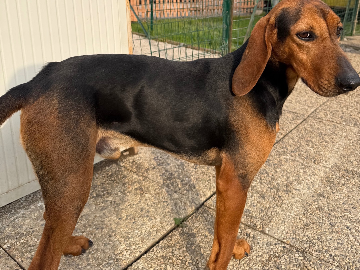 Adotta il cane Aldo a Lecco