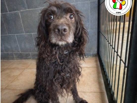 Adozione cane, maschio, Razza sconosciuta Razza sconosciuta, 3 anni e 2 mesi, taglia media contenuta, Milano
