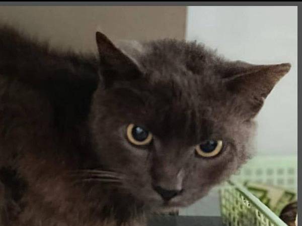 Adozione gatto, femmina, Razza sconosciuta Razza sconosciuta, 5 anni e 7 mesi, taglia non valida, Bari