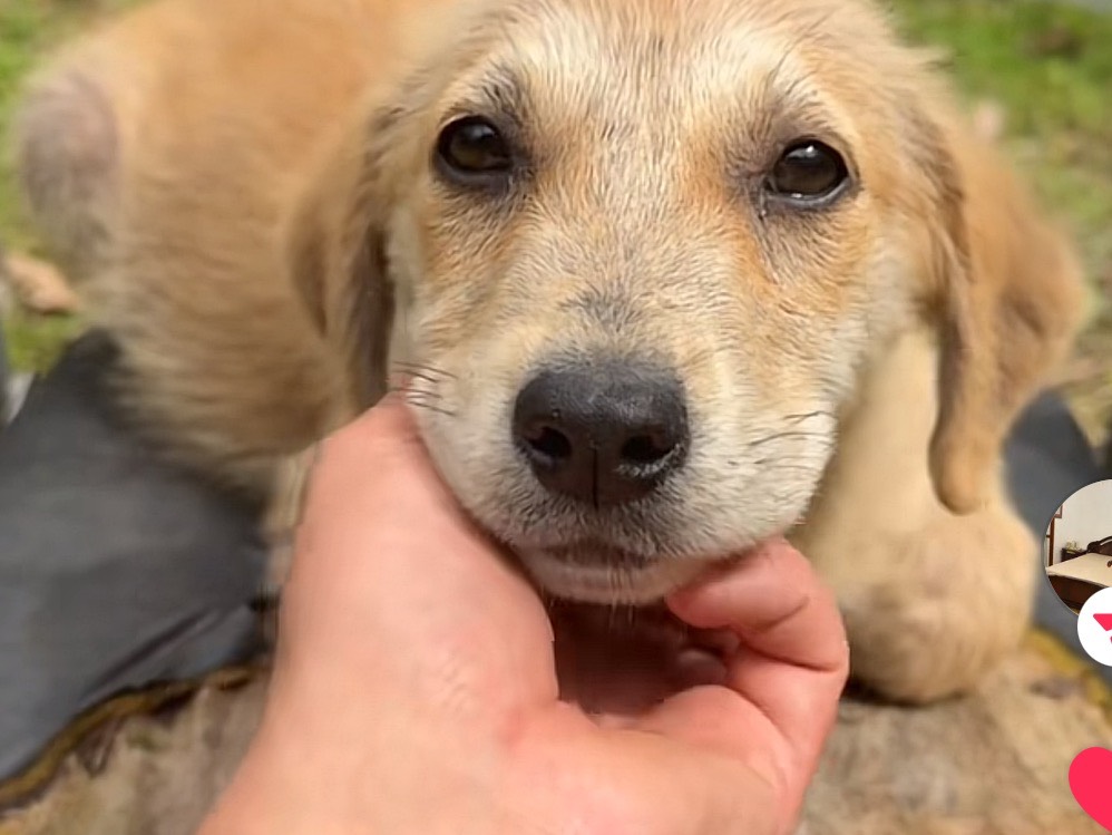 Adozione cane, femmina, Razza sconosciuta Razza sconosciuta, 3 mesi, taglia grande, Frosinone