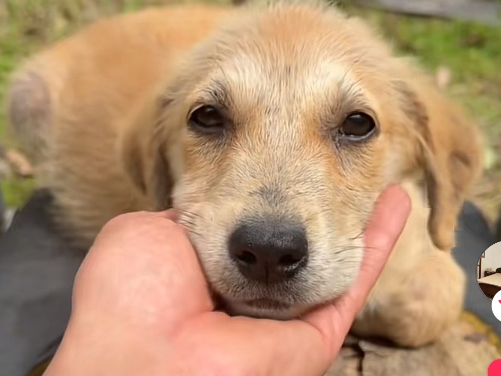 Adotta un cane, femmina, 3 mesi, Frosinone