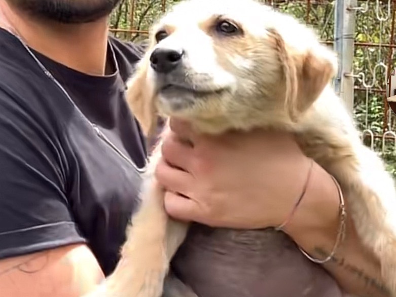 Adotta un cane, taglia grande, femmina, Frosinone