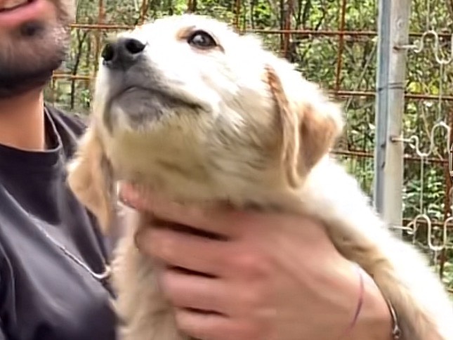 Vuoi adottare un cane a Frosinone?