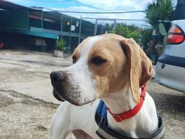 Adozione cane, maschio, Razza sconosciuta Razza sconosciuta, 5 anni, taglia piccola, Palermo