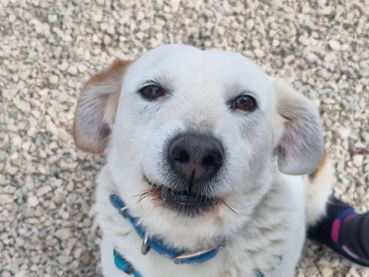 Adozione cane, femmina, Razza sconosciuta Razza sconosciuta, 2 anni e 9 mesi, taglia media contenuta, Palermo