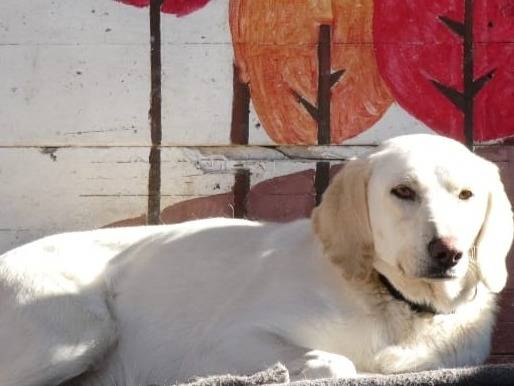 Adozione cane, maschio, Razza sconosciuta Razza sconosciuta, 3 anni e 2 mesi, taglia piccola, Palermo