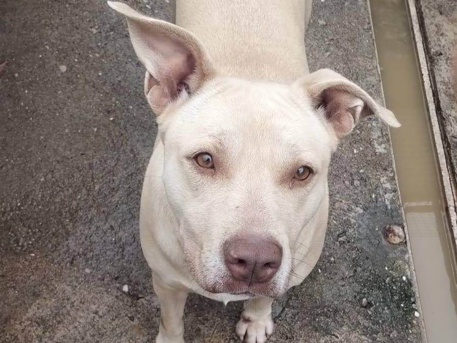 Adozione cane, femmina, Razza sconosciuta Razza sconosciuta, 5 anni e 9 mesi, taglia media contenuta, Palermo