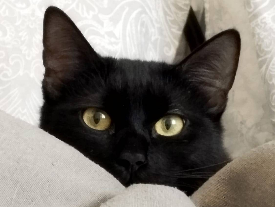 Adotta un gatto, maschio, 1 anno e 5 mesi, Torino