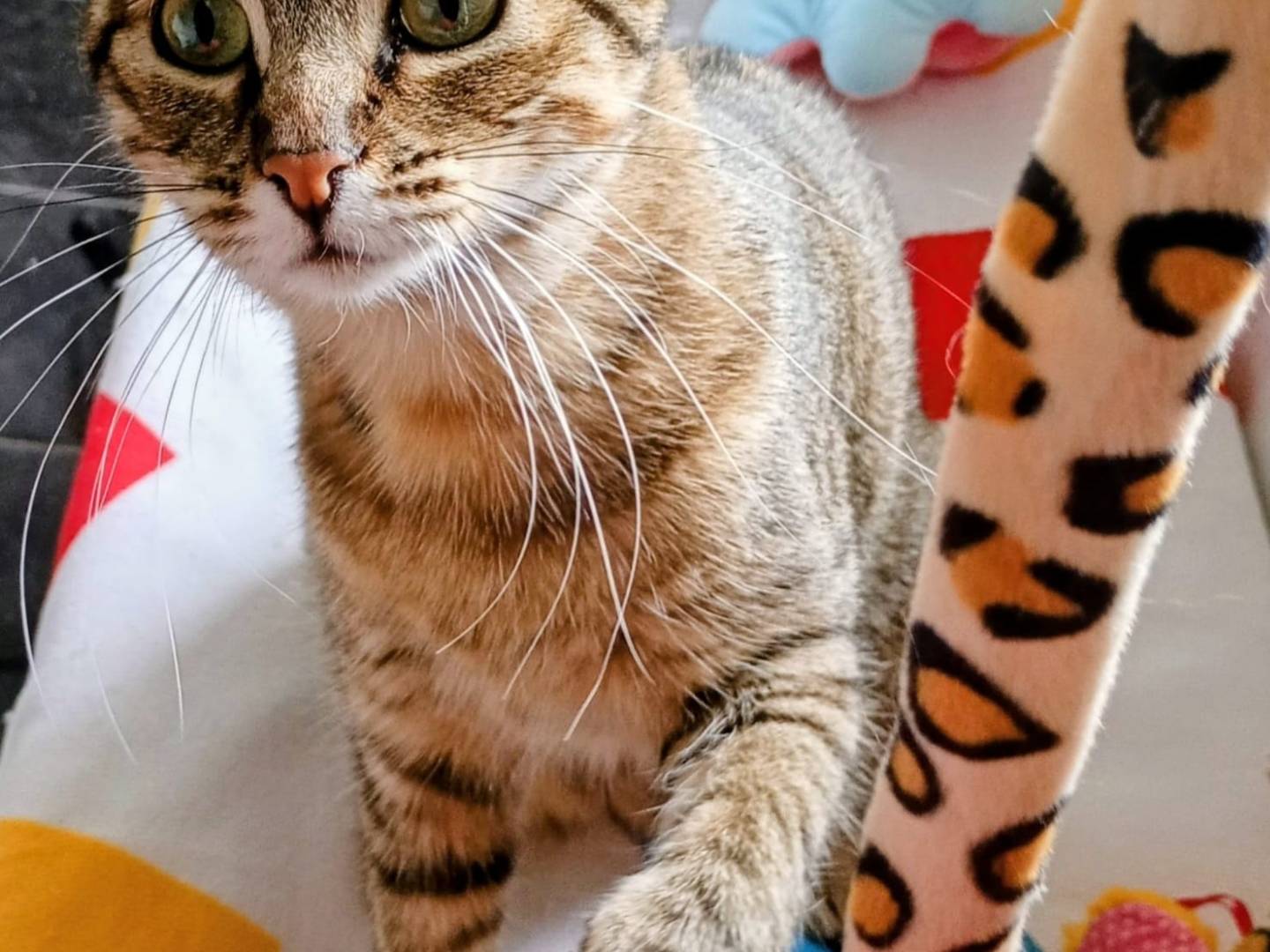 Adozione gatto, femmina, Razza sconosciuta Razza sconosciuta, 1 anno, taglia non valida, Crotone