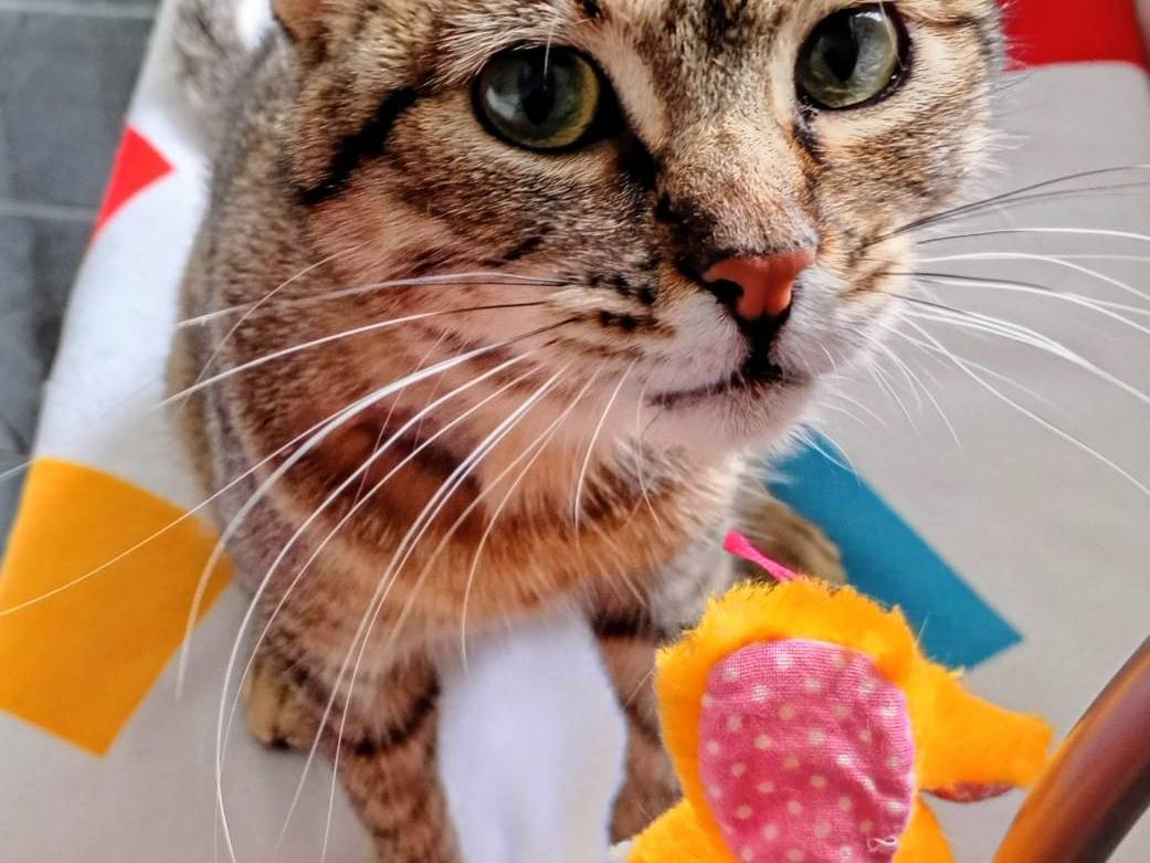 Adotta un gatto, femmina, 1 anno, Crotone