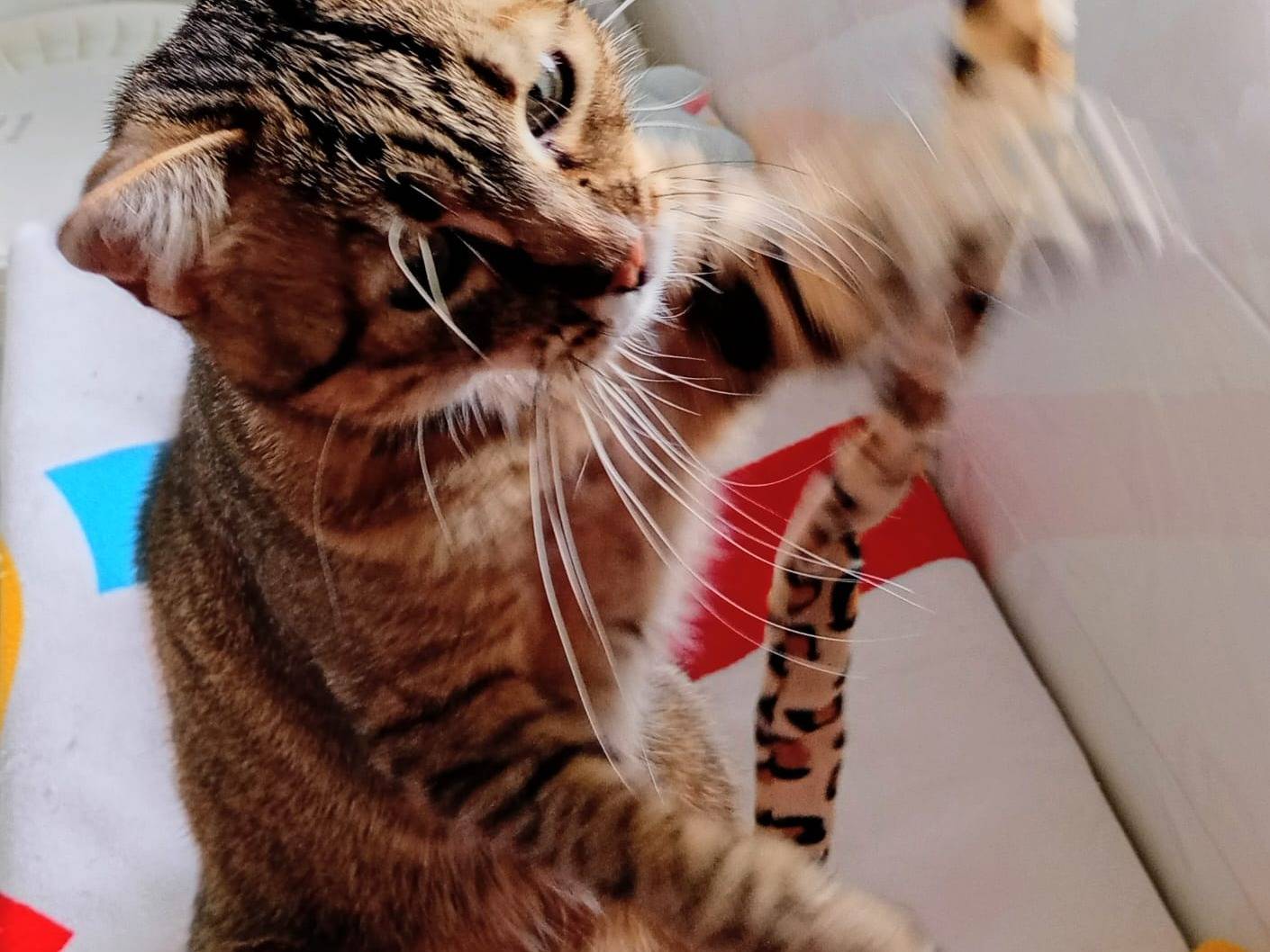 Adotta un gatto, taglia non valida, femmina, Crotone