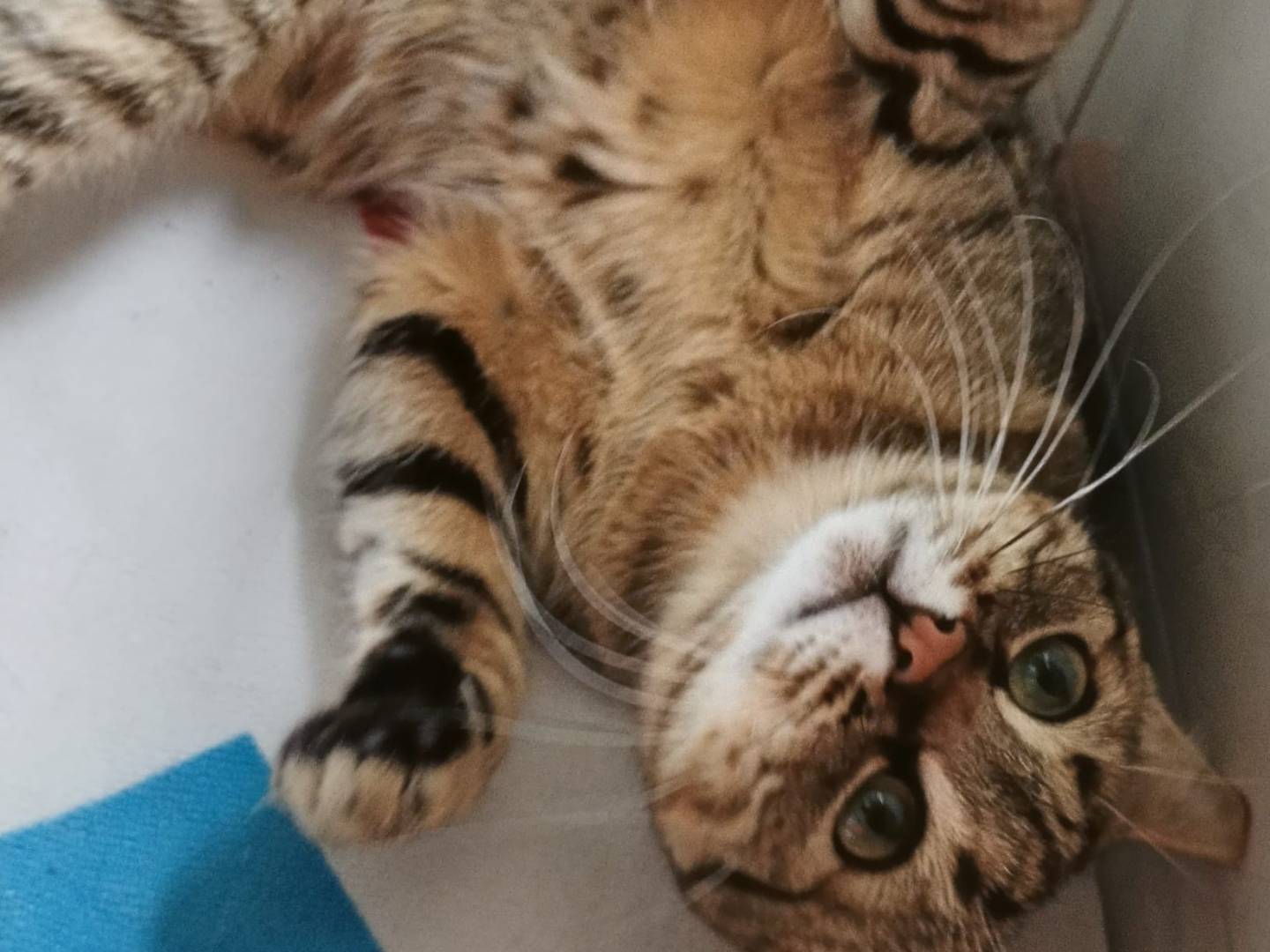 Vuoi adottare un gatto a Crotone?