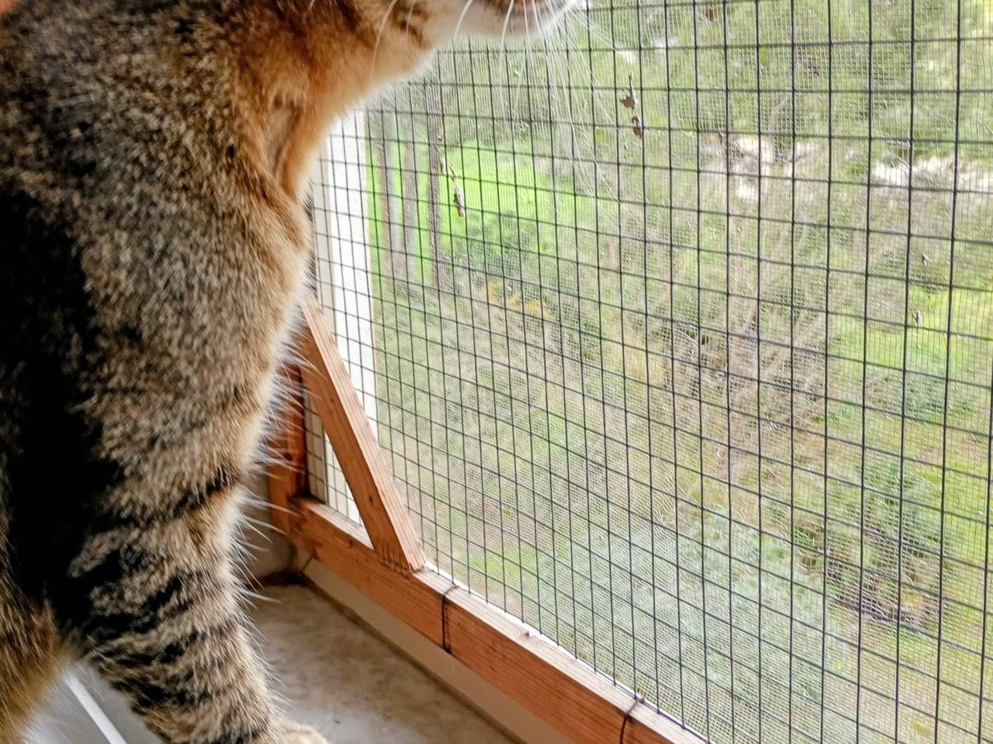 Adotta il gatto Luna a Crotone