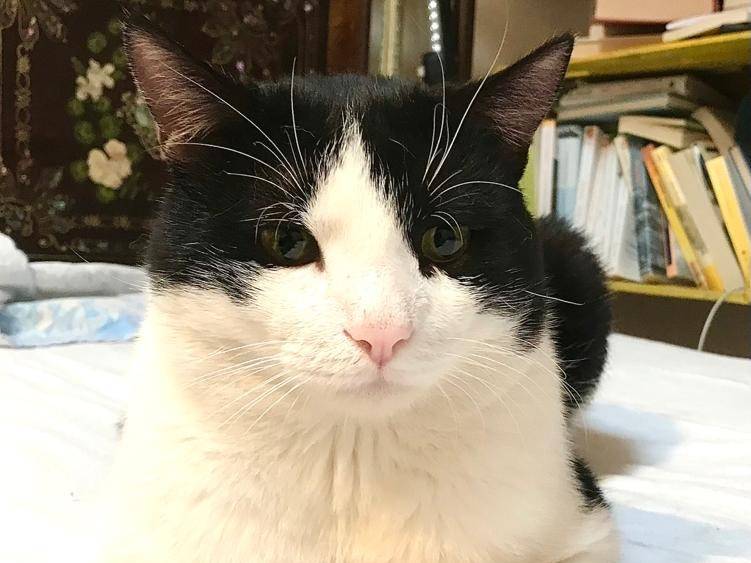 Adozione gatto, maschio, Razza sconosciuta Razza sconosciuta, 4 anni e 11 mesi, taglia non valida, Barletta