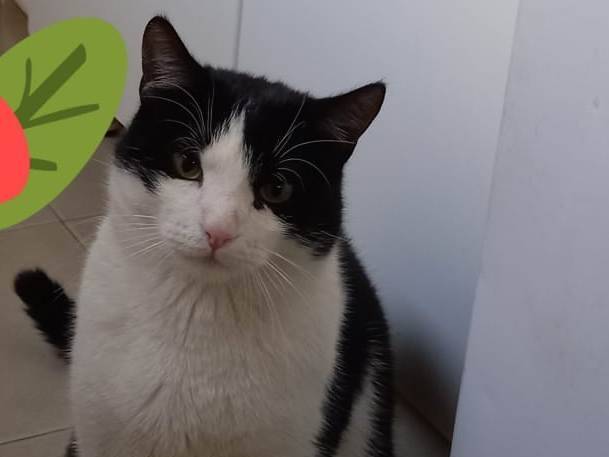 Adotta un gatto, taglia non valida, maschio, Barletta