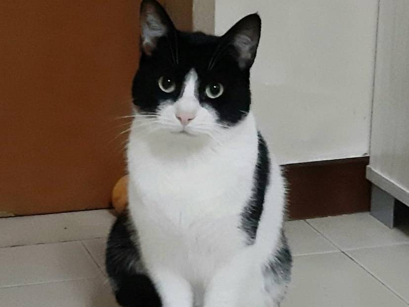 Vuoi adottare un gatto a Barletta?