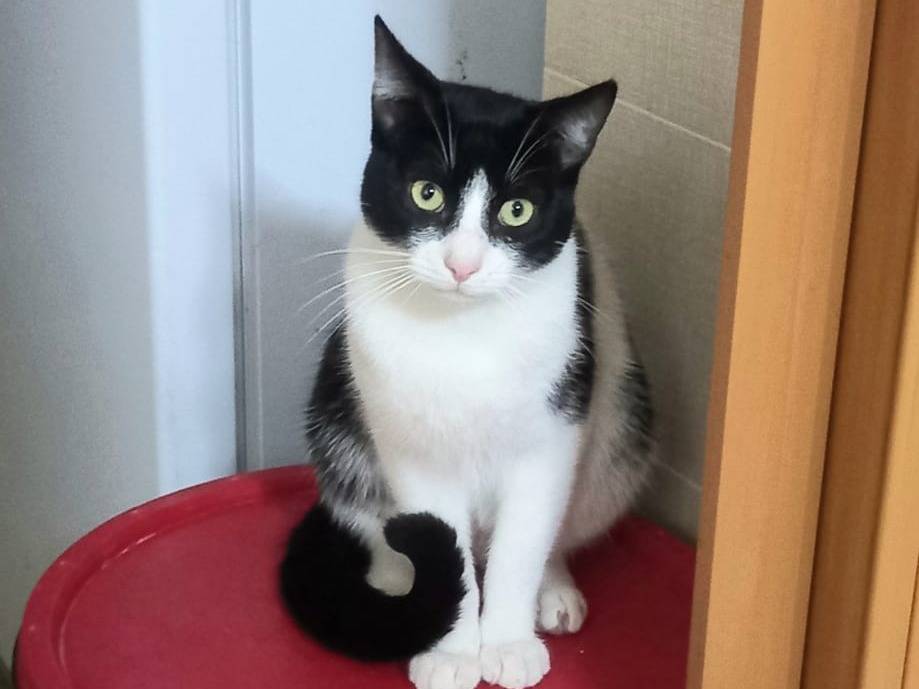 Adotta il gatto Zipper a Barletta