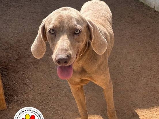 Adozione cane, maschio, Weimaraner Razza sconosciuta, 4 anni, taglia grande, Milano
