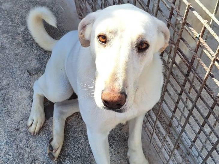 Adozione cane, femmina, Razza sconosciuta Razza sconosciuta, 1 anno e 8 mesi, taglia media, Pavia