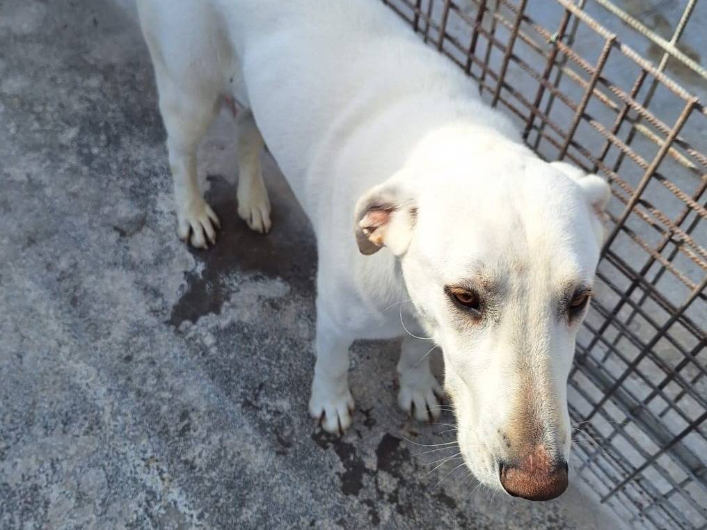 Adotta un cane, femmina, 1 anno e 8 mesi, Pavia