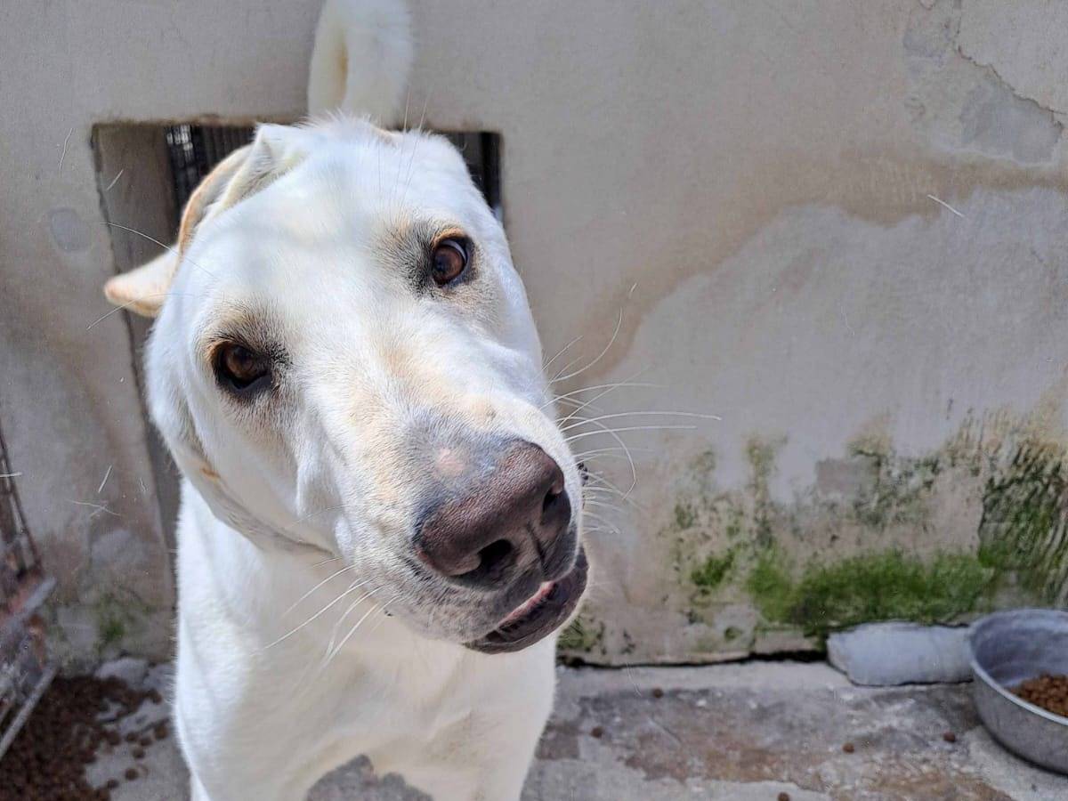 Adotta un cane, taglia media, femmina, Pavia