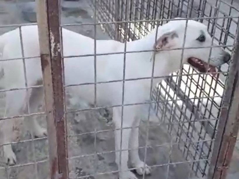 Vuoi adottare un cane a Pavia?