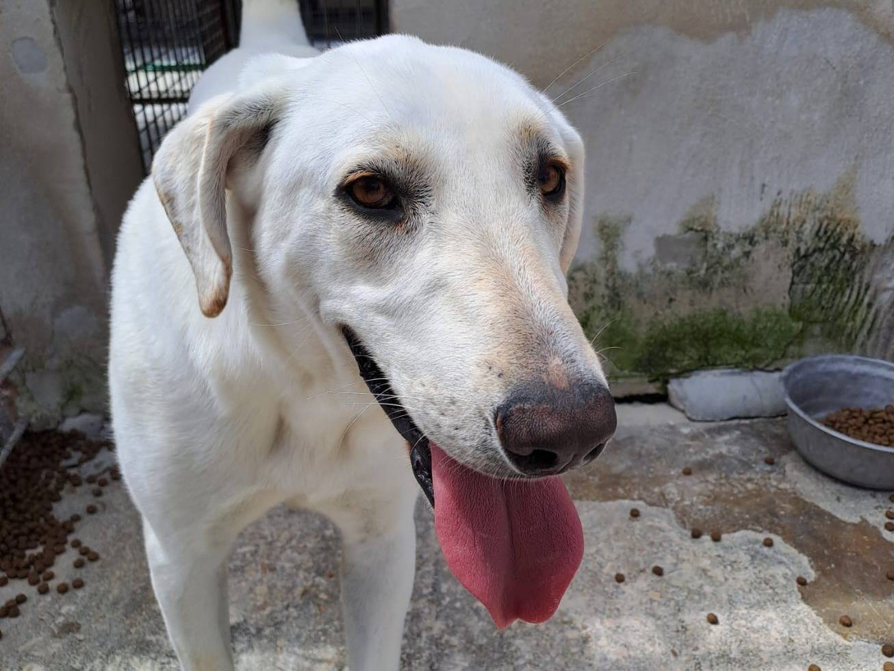 Adotta il cane Minerva a Pavia