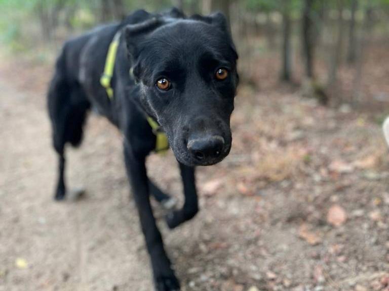 Adozione cane, maschio, Razza sconosciuta Razza sconosciuta, 10 anni e 9 mesi, taglia media, Como