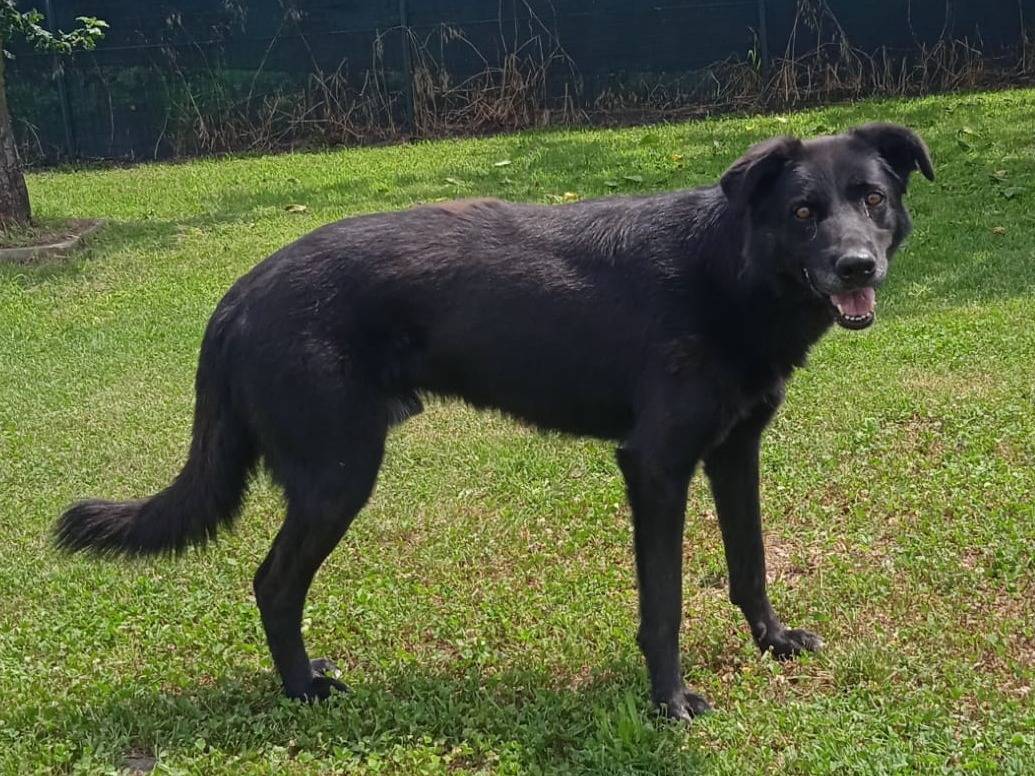 Adotta un cane, maschio, 10 anni e 9 mesi, Como