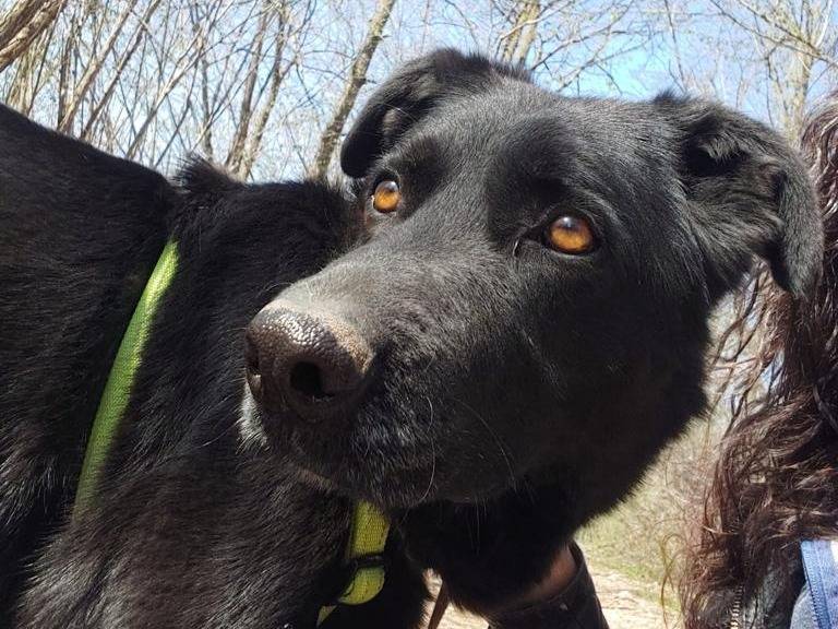 Adotta un cane, taglia media, maschio, Como