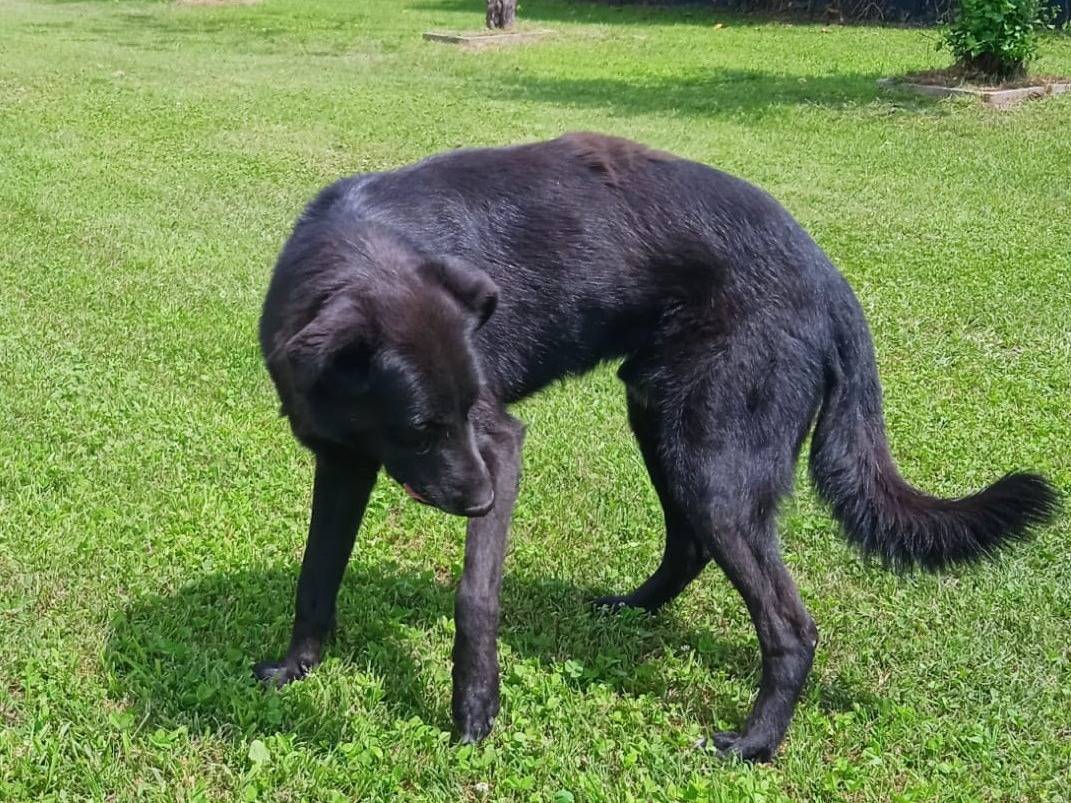 Vuoi adottare un cane a Como?