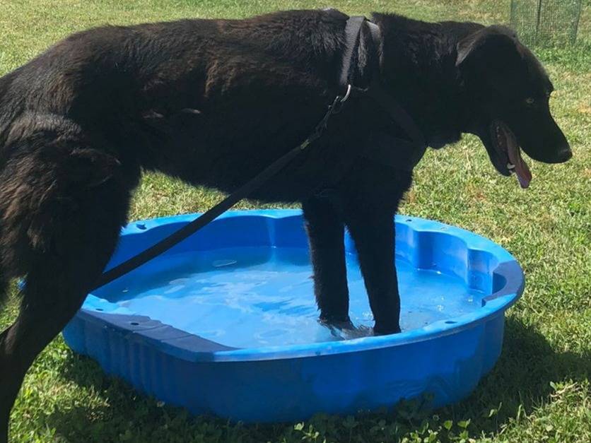 Adotta il cane HOMER a Como